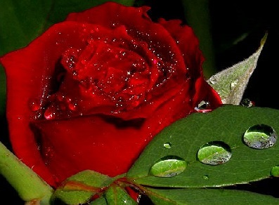 (image for) Red Rose Fire Double 10 Seeds